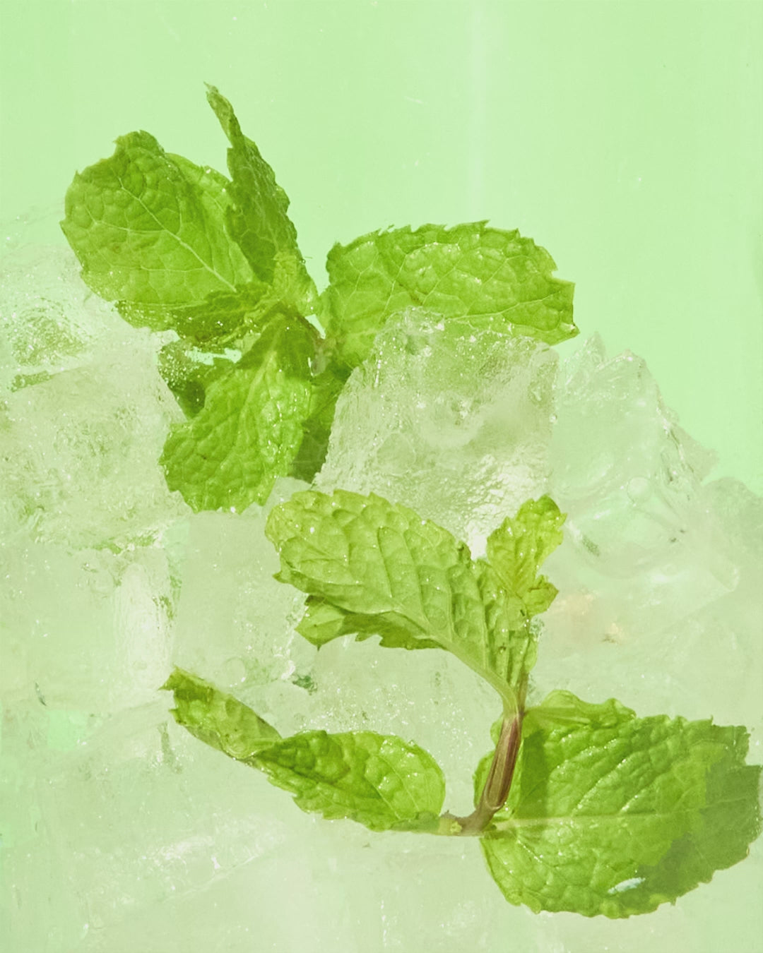 Black Mint Iced Tea